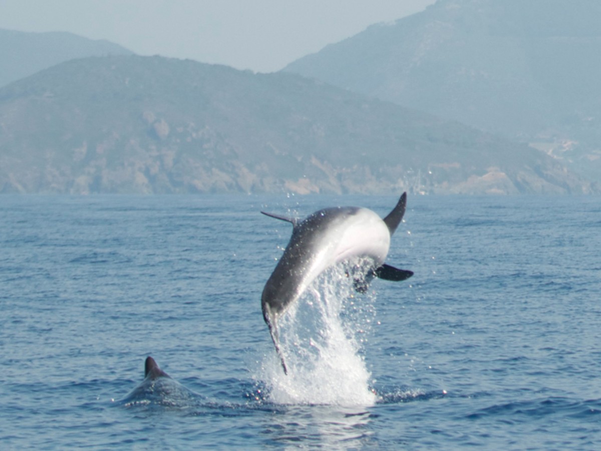 Il Centro Centro Ricerca Cetacei Il Centro Centro Ricerca Cetacei